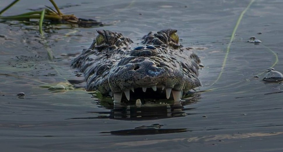 Crocodile face